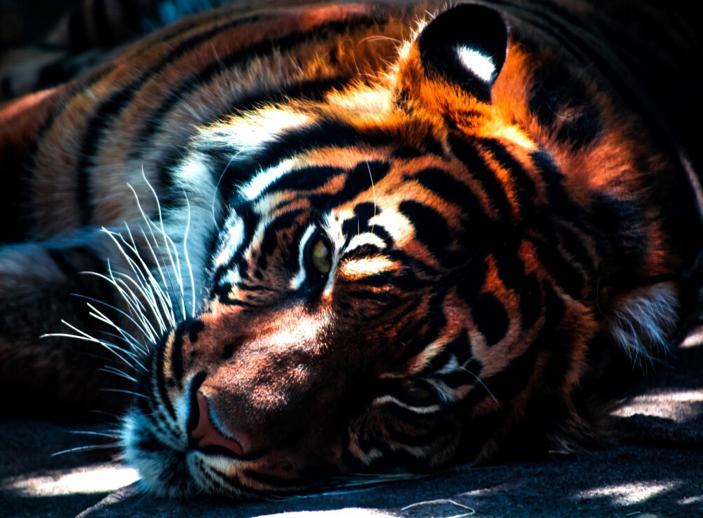 Puzzle Tigre Dans La Pénombre 2000 pièces Grafika anti stress