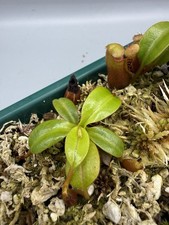Nepenthes Harryana -seedgrown 1.5”