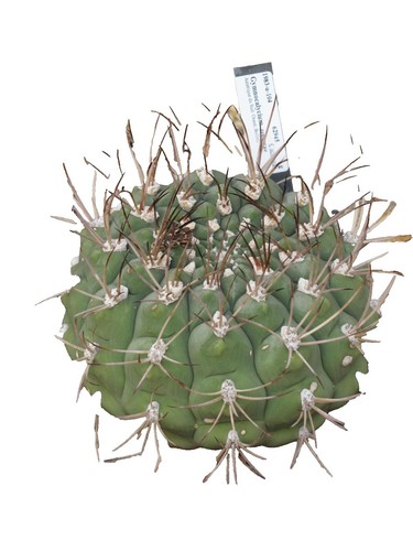 Gymnocalycium artigas SEEDS - Rare Cactus SEEDS | eBay