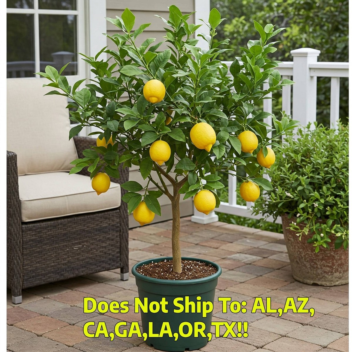 olive tree potted plant Potted Olive Tree, The Feathered Farmhouse