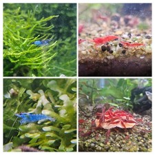 6 1 Sakura Red  6 1 Low Grade/Cull Blue Dream Neocaridina Shrimp USA Tank Bred
