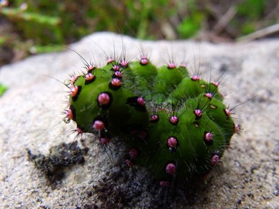 Foto A3 Moorkäfer Lothbeg Dieser kleine Kerl sieht aus als hätte er seine p c2010