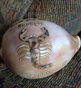 Scorpio St Thomas (U.S.Virgin Islands) Decorative Sea Shell Souvenir Vintage