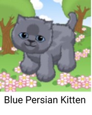 Webkinz Blue Persian Kitten Code Only 