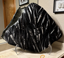 Beautiful, Giant Orthoceras Fossil