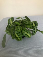 Lemon Lime Prayer Plant (Maranta), Houseplant