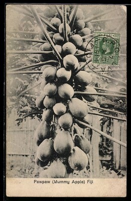 TCV-AK Pawpaw, Mummy Apple in Fiji, Bildseitenfrankatur 