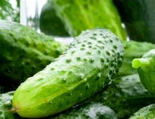 100 Boston Pickling Cucumber Seeds for Planting Non GMO Heirloom Seeds Fresh Veg