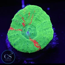 CS BLEEDING APPLE SCOLY - WYSIWYG LIVE CORAL