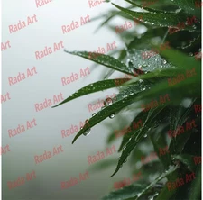 Grass with Dew Drops Digital Art Ai Image Picture Photo Wallpaper for Frame