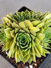 Quality Sempervivum Succulent Bernstein Cluster 4 Head Bronze Gold Red Yellow 5"
