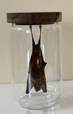 Taxidermy In glass jar