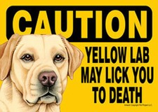 Caution Yellow Lab May Lick You To Death. Magnet sign. 7 x 5 