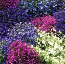 Graines de lobélie,couleurs mélangées,fleurs bio,produits de mon jardin bio