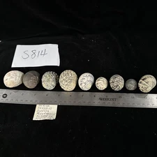 Nerita Textilis South Africa Lot Of 9 Large Sizes! (S814)