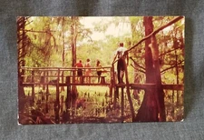 LMH Postcard 70's TOM GASKINS CYPRESS KNEE MUSEUM Catwalk Fisheating Creek Swamp