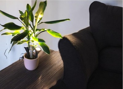 LED-Pflanzen-Strahler JASMIN Handschalter Spot-Blumen-Zimmerpflanzen-Leuchte  | eBay.de