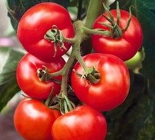 Tomato Ailsa Craig x 6 PLUG PLANTS PREORDER