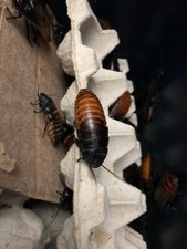 Madagascar Hissing Roaches (G. portentosa) Males & Females / Adults & Nymphs