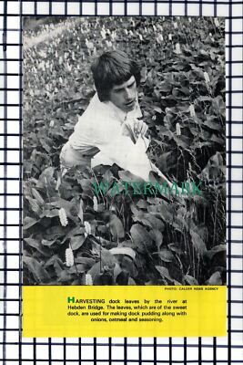 C6921) Harvesting Dock Leaves At Hebden Bridge   - 1976 Cutting