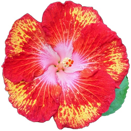 20 Cuttings of Beautiful Pink Hibiscus Ready To Root Make Your Own