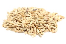 All Natural Rye Berries 25lbs 