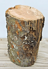 5" Apple Wood Stick Log Chunk 3 1/2 4"D Spalted Straight Live Edge Craft