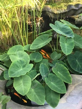 15 GREEN TARO ELEPHANT EAR WATER LILY BULBS ROOTS POND PLANT EDIBLE POI