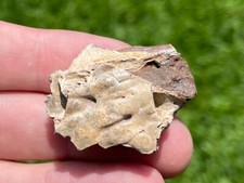 Hell Creek Fossil Crocodile Jaw Fragment Croc Cretaceous Dinosaur Age