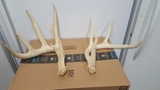 2 WHITETAIL DEER ANTLER SHEDS 75 5/8 & 57 1/8 antlers mule mount elk moose