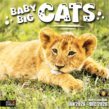 Baby Big Cats 2026 Wall Calendar 12 Month  12  x 24  Open  Thick  Sturdy Pape