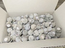 12+ Lbs Burr Oak Capped Acorns For Crafts/Wildlife/Seed MISSOURI