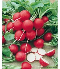 Radis Saxa 100 Graines / Seeds BIO
