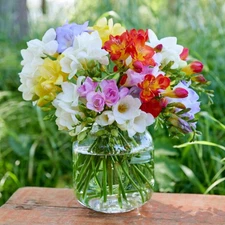 Easy to Grow Freesia Bountiful Bouquets Collection 60 Bulbs, Spring Zone 9-11