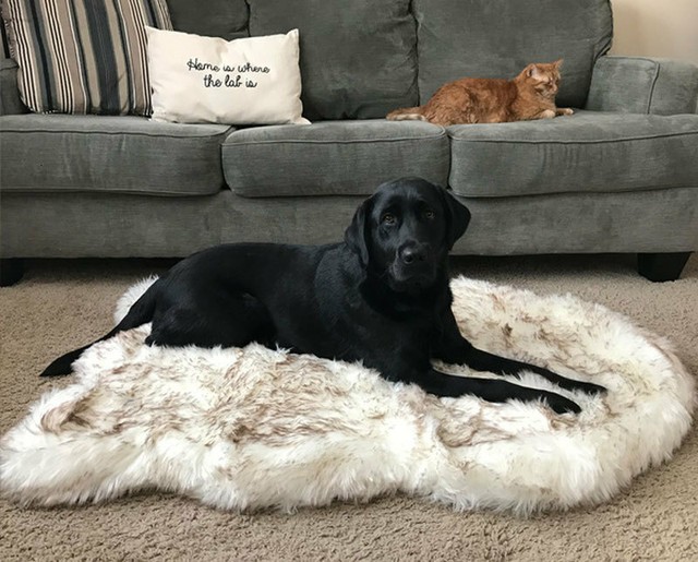 dog rug for sale