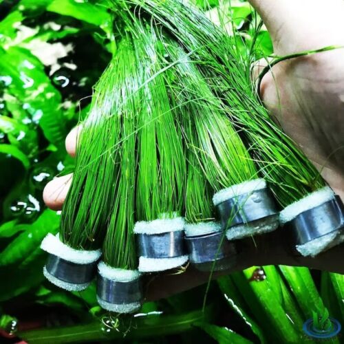 Giant Hairgrass | Package 6 Bundles Freshwater Live Aquarium Plants 