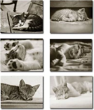 Sleeping Kittens Note Cards-Blank Inside-5.5"x4.25"-24 Pack