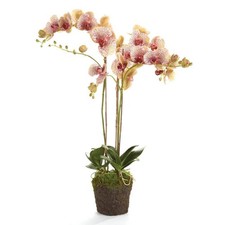 Phalaenopsis Orchid Drop-In 32"