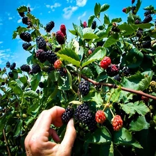 20 CALIFORNIA PACIFIC TRAILING BLACKBERRY SEEDS Rubus Ursinus Hardy Fruit Vine