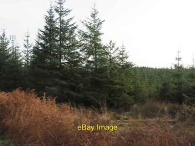 Foto 6x4 Forstwirtschaft bei Lochenbreck Laurieston\/NX6864 Sitka Fichte in La c2021