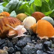 5 Mystery Snails Pomacea Bridgesii Large Size Live Freshwater Snail Plants