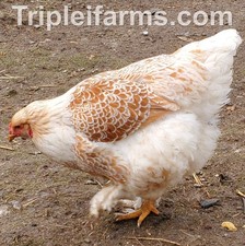 12 GIANT BUFF LACED BRAHMA fertile chicken hatching eggs QUALITY A 