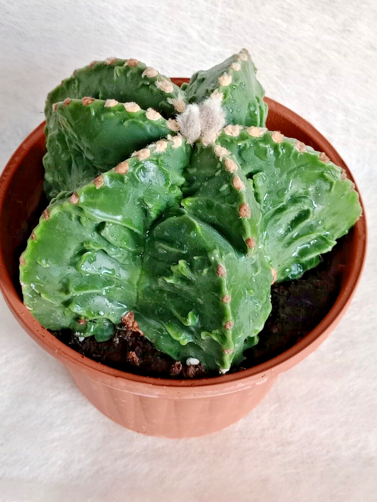 Astrophytum Myriostigma Fukuryu vaso 18cm - 2Kg