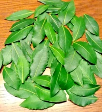 Organic Bay Leaves, 89 Fresh picked leaves, Laurus Nobilis Laurel,free Shipping