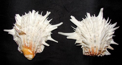 Lge White Spondylus Clam Shell 5