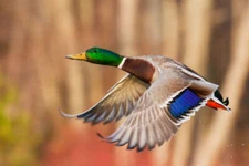 Drake in Flight by Ken Archer Bird Duck Fine Art Print Wildlife Poster 13x19