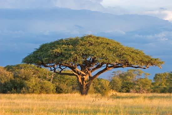 Acacia senegal GUM ACACIA TREE Exotic SEEDS! | eBay