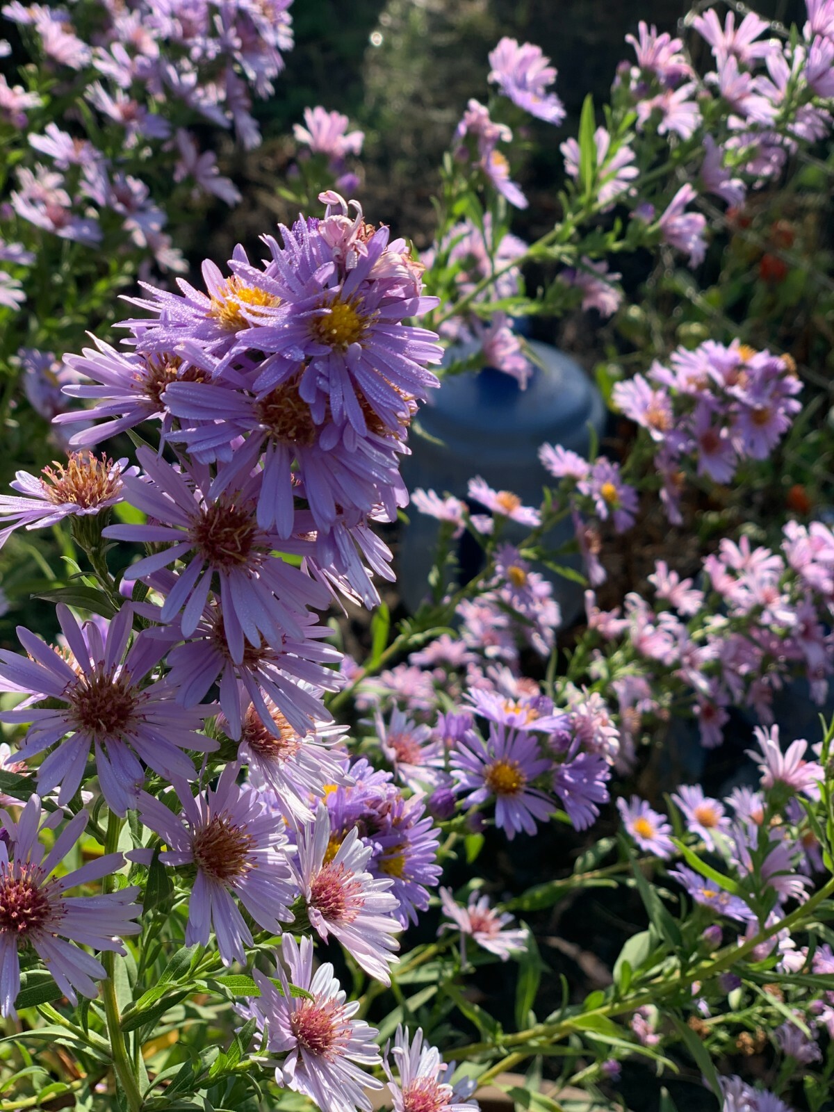 Are Aster Safe For Dogs