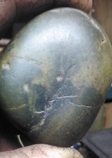 Turtle fossil very rare preminerslized turtle intact