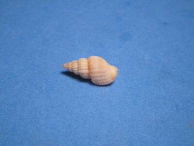 Phos hirasei (Sowerby III, 1913) ''NICE RIBBING!'' (18.7mm)